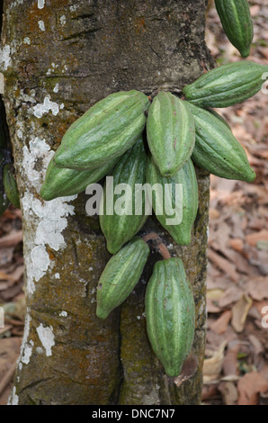 Baccelli di cacao su albero Foto Stock