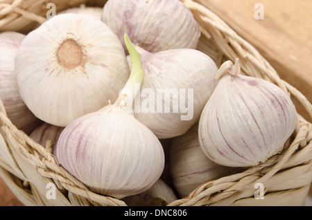 Bulbi di aglio pronto a germinare nel cestello Foto Stock