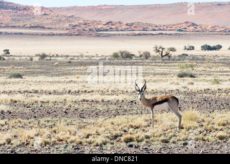 Springbok (Antidorcas marsupialis) in Namibia Foto Stock