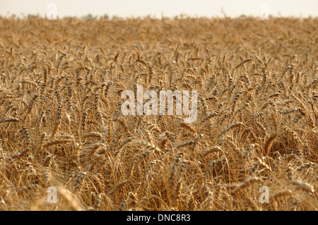 Campo di golden mature di frumento