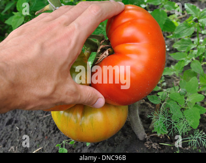 Man mano grande lacerazione di pomodoro rosso Foto Stock