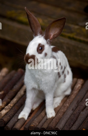 Cioccolato Spot inglese coniglio femmina giovanile Foto Stock