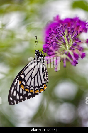 Mime comuni Butterfly (chilasa clytia disimilis) Foto Stock