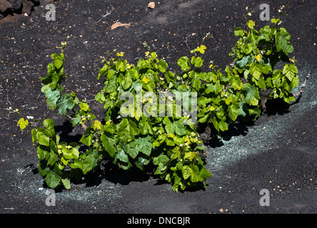 Viticoltura su suolo vulcanico, Lanzarote, Isole Canarie, Spagna Foto Stock