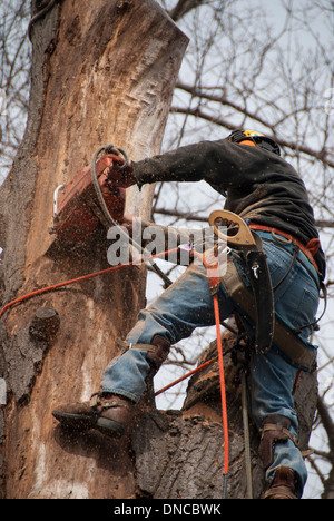 Un aborista urbano professionale e chirurgo dell'albero è assicurato su un albero per usare una motosega per rimuovere un grande albero malato di quercia nel cortile di Toronto Ontario Foto Stock