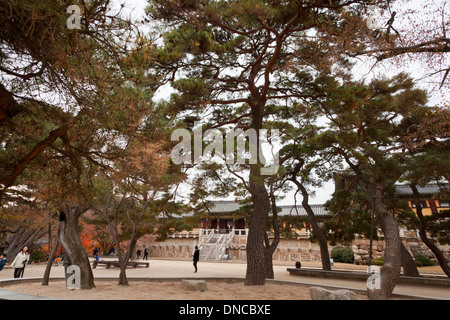 Il coreano pini (Pinus koraiensis) nella parte anteriore di Bulguksa Tempio, testa tempio dell'Ordine Jogye del Buddismo Coreano - Gyeongju Corea del Sud Foto Stock