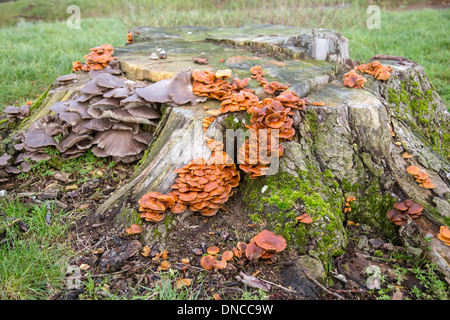 I funghi che crescono su un vecchio ceppo di albero, England, Regno Unito Foto Stock
