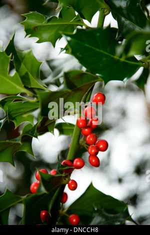 bacche dell'agrifoglio Foto Stock