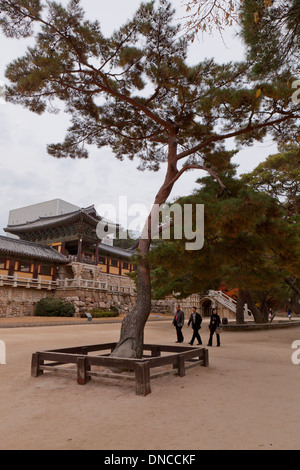 Il coreano pini (Pinus koraiensis) nella parte anteriore di Bulguksa Tempio, testa tempio dell'Ordine Jogye del Buddismo Coreano - Gyeongju Corea del Sud Foto Stock