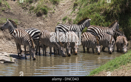 Sete mandria di zebre acqua potabile da un waterhole nel Masai Mara Game Reserve, Kenya, Africa Foto Stock