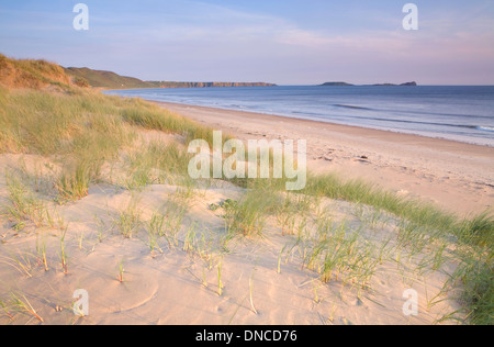 Le dune di sabbia e di erba Marram sulla spiaggia di Rhossili Bay al tramonto. Il worm di testa può essere visto in lontananza. Foto Stock
