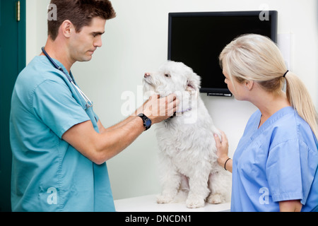 Veterinario medici esaminando un cane Foto Stock