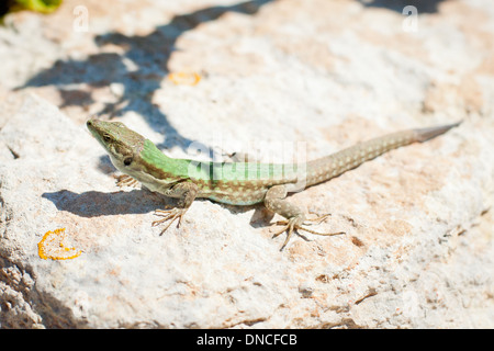 Un maschio di Maltese Lucertola muraiola (Podarcis filfolensis maltensis ssp) a Comino e Malta. Lizard noto anche come una lucertola Filfola. Foto Stock