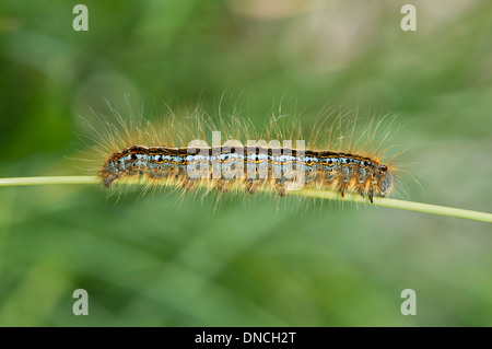 Colore luminoso Mountain lacchè caterpillar (Malacosoma alpicola) Foto Stock