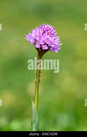 Globo orchidea (Traunsteinera globosa) Foto Stock