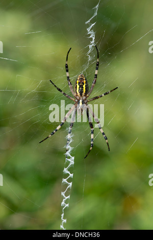 Wasp spider (Argiope bruennichi), seduto al centro della sua net Foto Stock