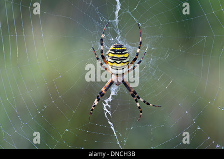Wasp spider (Argiope bruennichi), seduto al centro della sua net Foto Stock