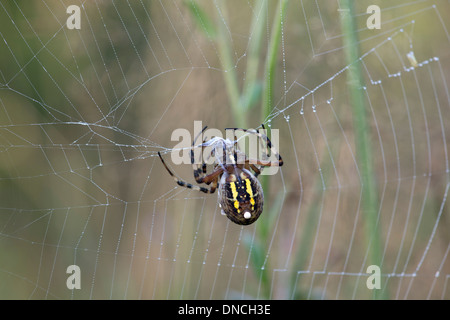 Wasp spider (Argiope bruennichi) avvolge la sua preda in seta, tipico orb-weaver ragni (Araneidae) Foto Stock