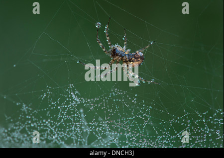 Neriene montana spider della famiglia Linyphiidae coperto con gocce di rugiada Foto Stock