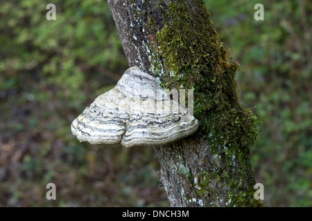 Corpo di frutta di un fungo Tinder (Fomes fomentarius), Polyporaceae, immangiabile, Svizzera Foto Stock