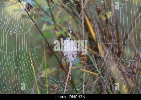 Wasp spider (Argiope bruennichi) nascondersi dietro una circolare decorazione di seta (stabilimentum) Foto Stock