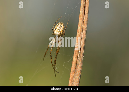 Meta segmentata spider, lunga a ganasce tessitori orb (Tetragnathidae) Foto Stock