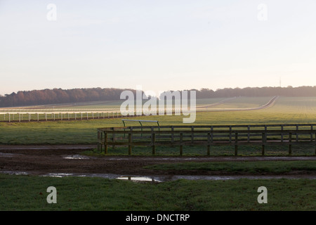 Cavalli sul galoppa a Newmarket Foto Stock