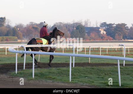 Cavalli sul galoppa a Newmarket Foto Stock