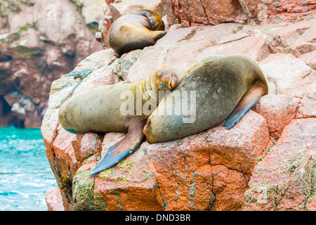 Sud Americana dei leoni di mare rilassante sulle rocce delle isole Ballestas in Paracas parco nazionale,Perù. La flora e la fauna Foto Stock