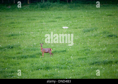 Cervi agricoltore Henry Edmunds 1000 acre Cholderton Station Wagon Foto Stock