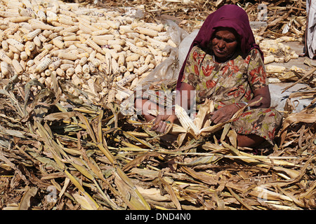 Donna tribale ordinamento calli, tribù Bhil, Madhya Pradesh, India Foto Stock