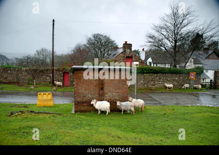 Reynoldston, Swansea, Regno Unito. Il 23 dicembre 2013. Gli ovini si ripara dalla pioggia battente dietro una fermata degli autobus nel villaggio rurale di Reynoldston sulla Penisola di Gower questo pomeriggio come tempeste pastella IL REGNO UNITO. Credito: Phil Rees/Alamy Live News Foto Stock