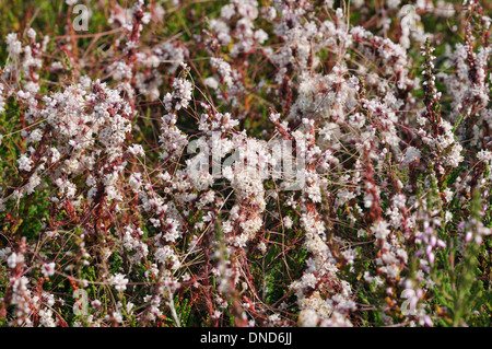Tremava comune - Cuscuta epithymum su Erica - Calluna vulgaris comune Thursley Heath Foto Stock