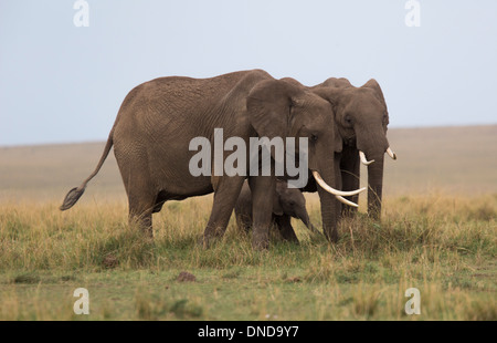 Due adulti proteggendo gli Elefanti Elefante giovane vitello in Kenia Masai Mara Game Reserve, Africa Foto Stock