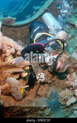 Sommozzatore guardando Clownfish o Twoband Anemonefish (Amphiprion bicinctus) sul naufragio 'SS Thistlegorm'. Mar Rosso, Egitto Foto Stock