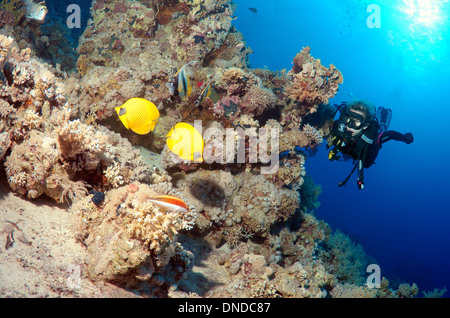 Sommozzatore guardando mascherata butterfly, Golden butterflyfish, Bluecheek butterflyfish (Chaetodon semilarvatus), Ras Muhammad Foto Stock