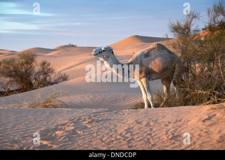 Il cammello bianco in dune di sabbia - Grande Erg Orientale, Sahara, Tunisia Foto Stock