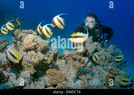 Sommozzatore guardando Pennant coralfish, longfin bannerfish o cocchiere (Heniochus acuminatus) Mare Rosso, Egitto, Africa Foto Stock