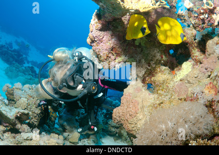 Sommozzatore guardando mascherata butterfly, Golden butterflyfish, Bluecheek butterflyfish (Chaetodon semilarvatus), Mar Rosso, Egitto Foto Stock