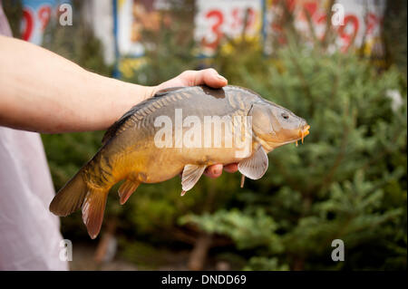 Una carpa viva il pesce in mano al mercato Foto Stock