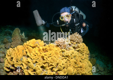 Scuba Diver guardando Pagoda Corall o disco Coral (Turbinaria mesenterina) in immersioni notturne. Mar Rosso, Egitto, Africa Foto Stock