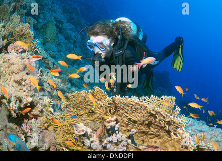 Sommozzatore guardando alla barriera corallina e mare goldies, Jevel fairy basslets ( Pseudanthias squamipinnis). Ras Mohammed Parco Nazionale Foto Stock