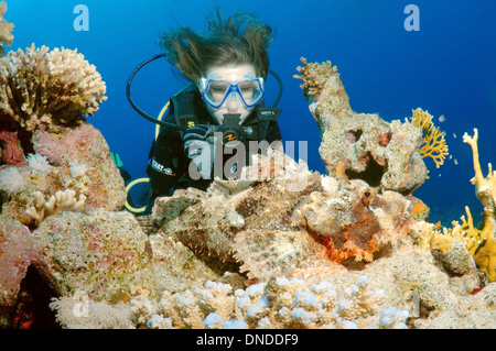 Sommozzatore guardando tassled scorfani (Scorpaenopsis oxycephala). Ras Mohammed Parco Nazionale, la penisola del Sinai, Sharm el Sheikh Foto Stock