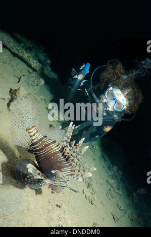 Sommozzatore guardando il leone rosso (pterois volitans) in immersioni notturne. Mar Rosso, Egitto, Africa Foto Stock