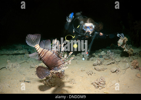 Sommozzatore guardando il leone rosso (pterois volitans) in immersioni notturne. Mar Rosso, Egitto, Africa Foto Stock