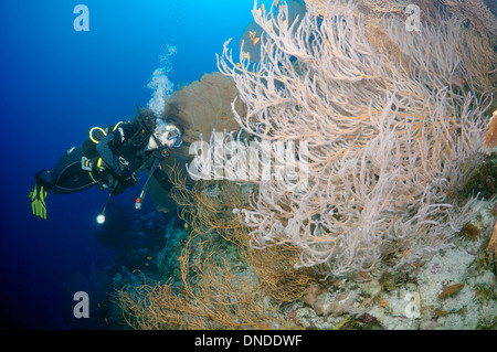Sommozzatore guardando alla barriera corallina. Mar Rosso, Egitto, Africa Foto Stock