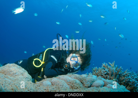 Sommozzatore dormire sulla barriera corallina. Mar Rosso, Egitto, Africa Foto Stock
