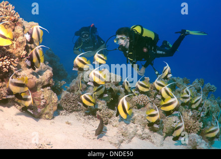 Sommozzatore guardando Pennant coralfish, longfin bannerfish o cocchiere (Heniochus acuminatus) Mare Rosso, Egitto, Africa Foto Stock