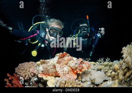 Sommozzatore guardando Tassled scorfani (Scorpaenopsis oxycephala) in immersioni notturne, Mar Rosso, Egitto, Africa Foto Stock