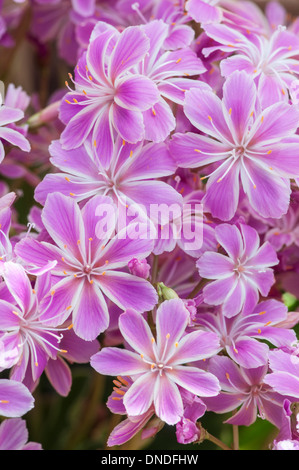 Lewisia cotiledone (ibrido). Foto Stock